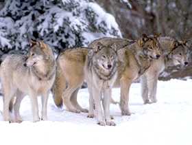 Horde de loups