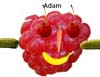 Adam