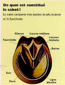 wpeF.jpg (11691 octets)