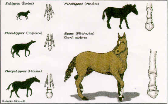 wpeC.jpg (22742 octets)
