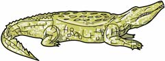 Crocodile