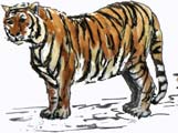 Tigre