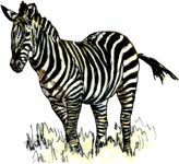 Zèbre