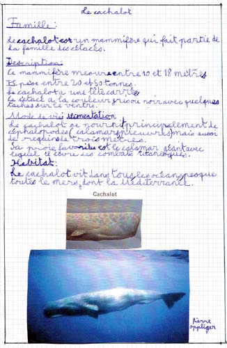 Cachalot