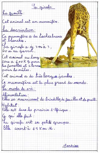 Girafe