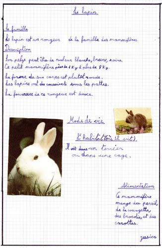 Lapin