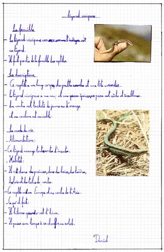 Lézard