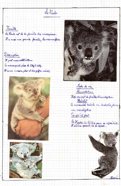 Koala
