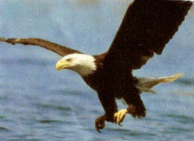 Aigle