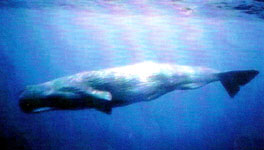 Cachalot 1