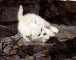 Chat