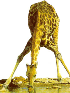 Girafe