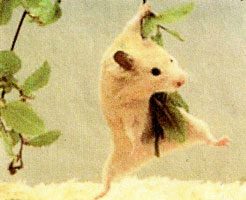 Hamster