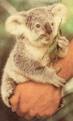 Koala 2