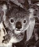 Koala 1