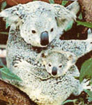 Koala 3