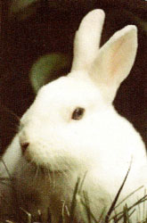 Lapin 1