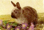Lapin 2