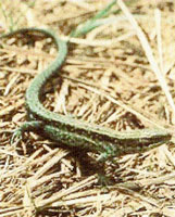 Lézard 1