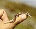Lézard 2
