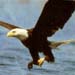 aigle