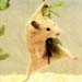 hamster
