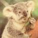 koala1