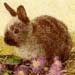 lapin2