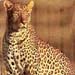 leopard1