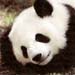 panda1