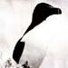 pingouin
