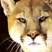 puma1