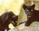 Panthère 2