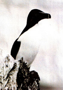 Pingouin