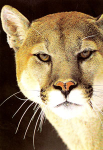 Puma 1