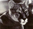 Puma 2