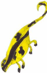 Salamandre