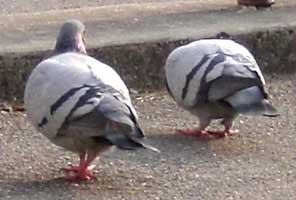 Pigeons