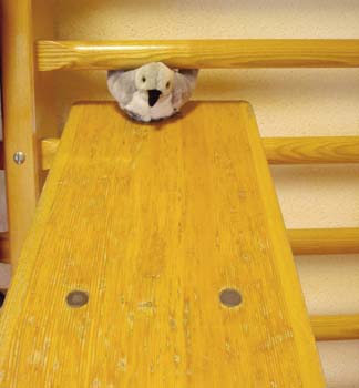 Toboggan