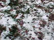 neige