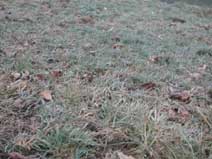 herbe