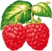 framboises