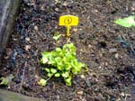 plante