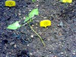plante