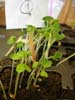 plante1a