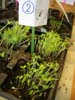 plante2a