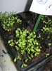 plante2b