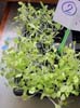 plante2c