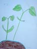 plante3a
