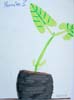 plante3b